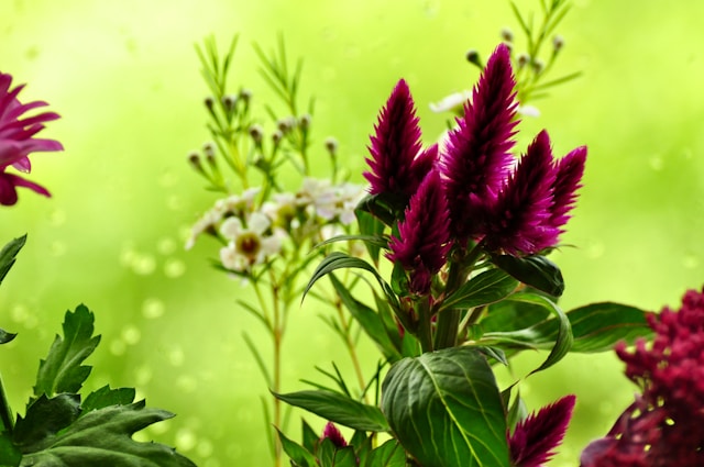 Mortrovtoria prednosti